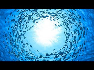 Fall Asleep in 5 Minutes ~ Relaxing Sleep Music, Soothing Relaxation, Meditation Music :)