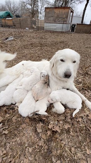 Unbelievable Dog Feeding, Baby Goat. Goat Hanging Out With The Puppies. #dogoftheday #eddyfamilyfarm #foryou #funny # | Eddy Family Farm