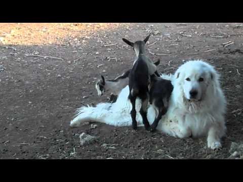 Great Pyrenees Guardian Dog with Alpine Goats