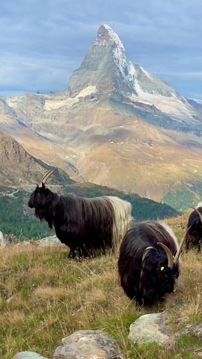 Discover the Unique Longhair Goats of Zermatt