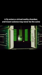 In a lab in central Pennsylvania, a fly is suspended in a magnetic field inside a dome lined with rotating LED bulbs. The insect flaps its wings and spins, believing it’s actually buzzing through this virtual reality environment—one that can even distort what the fly sees. Though unusual, this tiny virtual reality flight simulator has a deeper purpose. Here, researchers are probing the inner workings of the insect brain. Learn more: https://scim.ag/5Oi #ScienceReels | Science