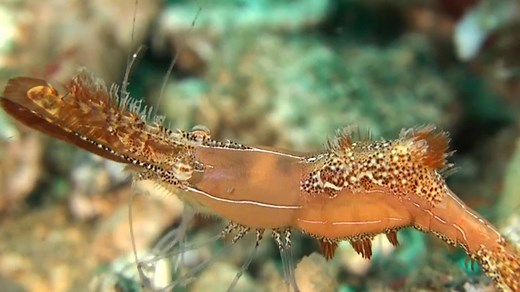 At only 2 cm, the donald duck shrimp may be hard to spot—but you can't miss its long beak. | National Geographic