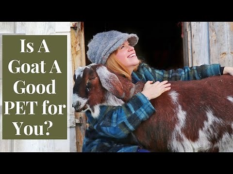 Goats for pets | What you need to know to get a pet goat