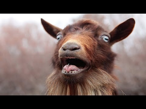 Goat Sounds - Noises