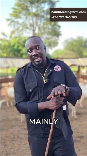 How to Treat Goat Diarrhoea Fast 🐐💩 | Causes & Solutions Every Farmer Should Know!