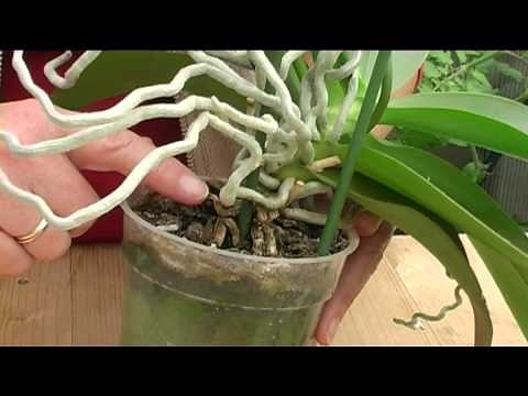 How to Grow Orchids at Home | Easy Care Tips for Beginners