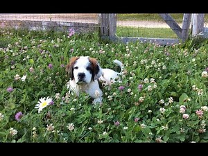 Saint Bernard Puppy Meets The Goats!