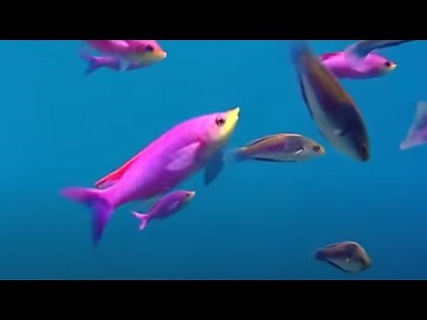Coral Reef Fish Danger | Blue Planet | BBC Environment