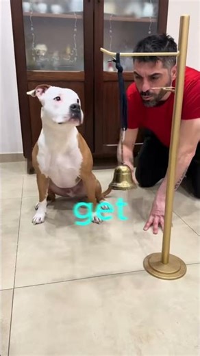 This Dog Learned to Ring a Bell When He’s Hungry. 🐶🔔 #shorts