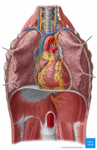 Heart auscultation and percussion