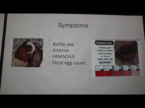 Barber Pole Worms in Goats