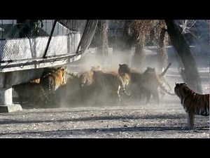 Siberian Tigers Being Fed Live Goat