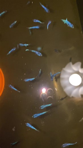 Parang kailan lang ang hirap nyo pa makita😅 #bettafish #avatar #newbie #fyp #fypシ゚