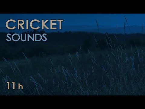 Cricket Sounds - Crickets Chirping at Night - Nature Sounds for Sleep & Relaxation - 11 Hours