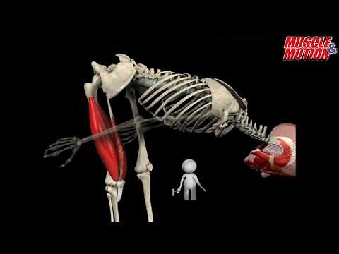 How to Squat Properly: Anatomical Analysis