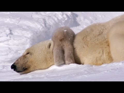 Polar Bear Cubs Taking Their First Steps | Planet Earth | BBC Earth