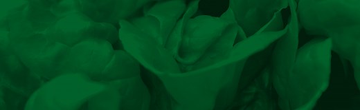 About - Fresh Express