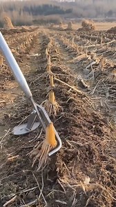 Crop residual root cleaning tool Good tools and machinery can increase work efficiency | Quantum Tech HD