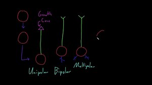 Overview of neuron structure (types of neurons)