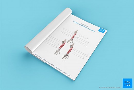Forearm extensor muscle anatomy made easy with quizzes and diagram labeling exercises
