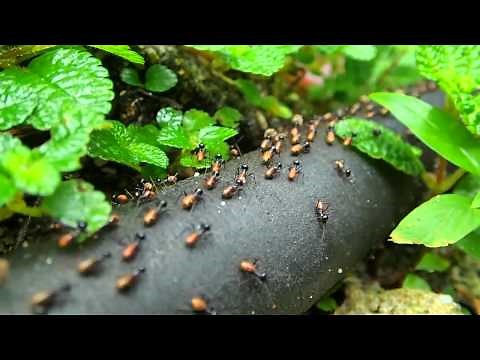 Bioinspired Robotics: Smarter, Softer, Safer