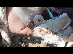Heartwarming Moment: One-Week-Old Twin Baby Goats Nursing from Their Mother 🐐💖