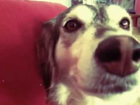 Autotune-Dog