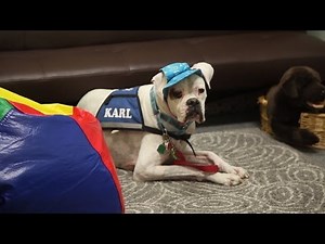 How Therapy Dogs Help Traumatized Kids Face Their Abusers In Court