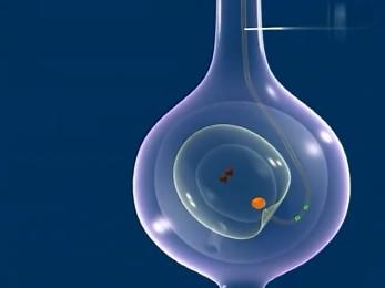 初中生物3D视频植物双受精过程