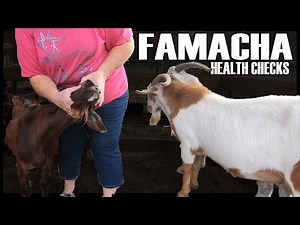 CHECKING GOAT EYES FOR WORMS - FAMACHA scale and anemia