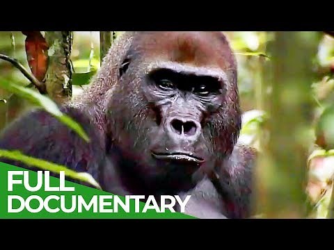 Gorillas: The Gentle Giants | Free Documentary Nature