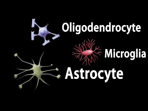 Neuroscience Basics: Neuroglia Functions, Animation.