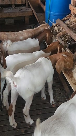 Feeding goats doesn’t have to be expensive! Here’s a quick guide to save costs while keeping your goats healthy and productive: ✅ Use local grasses and shrubs like calliandra and leucaena. ✅ Feed crop residues — maize stover, cassava peels, and bean haulms. ✅ Add safe kitchen or market waste (no salty or spoiled food). ✅ Supplement with small amounts of maize bran or seed cakes for pregnant and lactating goats. ✅ Provide minerals, salt licks, and clean water daily. ✅ Store feeds properly and mak