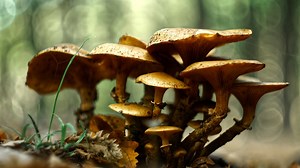 Biologist Merlin Sheldrake says without fungi, 'there would be no land plants'