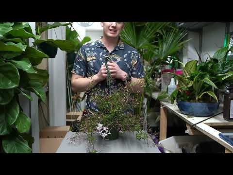 Jasmine Care Guide