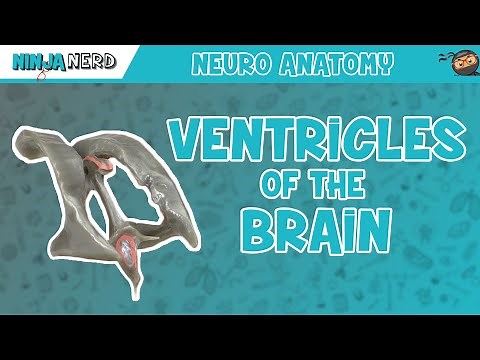 Ventricles of the Brain | Anatomy Model