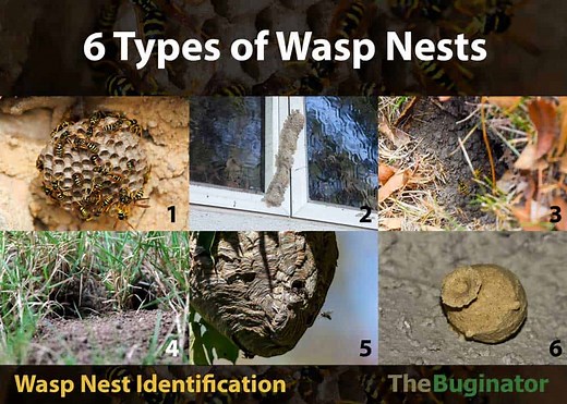 6 Types of Wasp Nests: Identification, Photos, 6 Things to Know » The Buginator