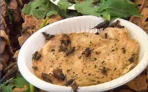 Expert guide on how to practice cricket farming  - FarmKenya Initiative