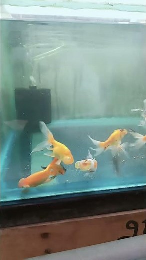 What Are the Fascinating Bubble EYE Goldfishes?#aquarium #shorts #subscribe
