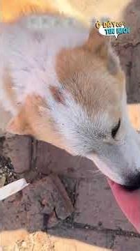 The miraculous journey of 7 stolen puppies who united to travel 17km to find their way home.