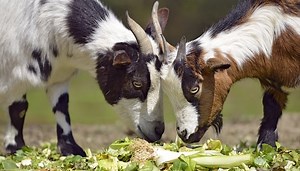 Treats for Goats: Safe Fruits & Veggies | What To Avoid