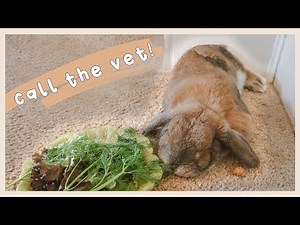 Daily Rabbit Health Check