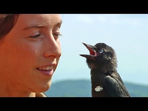 (Doku) Dohlensommer auf Schloss Leutstetten (HD)