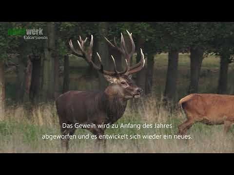 Reh, Hirsch oder Damwild? Unterscheidung I Roe Deer, Red Deer or Fallow Deer? Tierbeobachtung