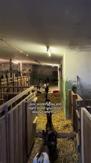 Happy Goats Bring Joy to Farmers in Switzerland