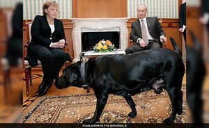 "Did Not Know...": Putin Denies Attempting To Scare Angela Merkel With Dog