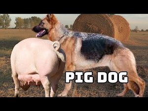 This Pig's Intelligence Defies Everything We Believed