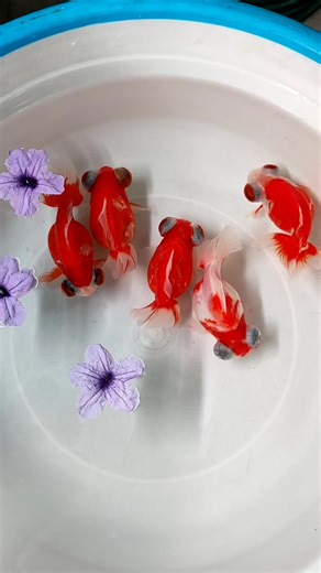 Understanding Bubble Eye Goldfish Behavior
