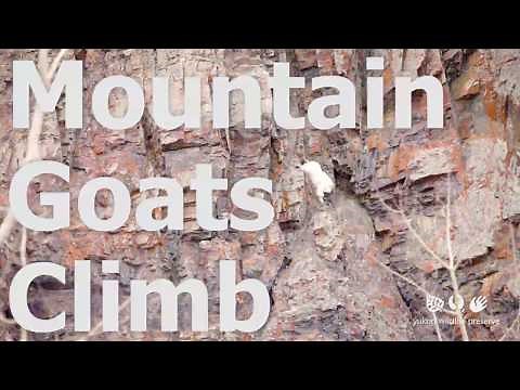 Mountain Goats Climb