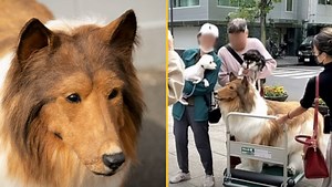 Man who paid £12,000 to transform into a dog says he’s 'sad' about receiving online abuse